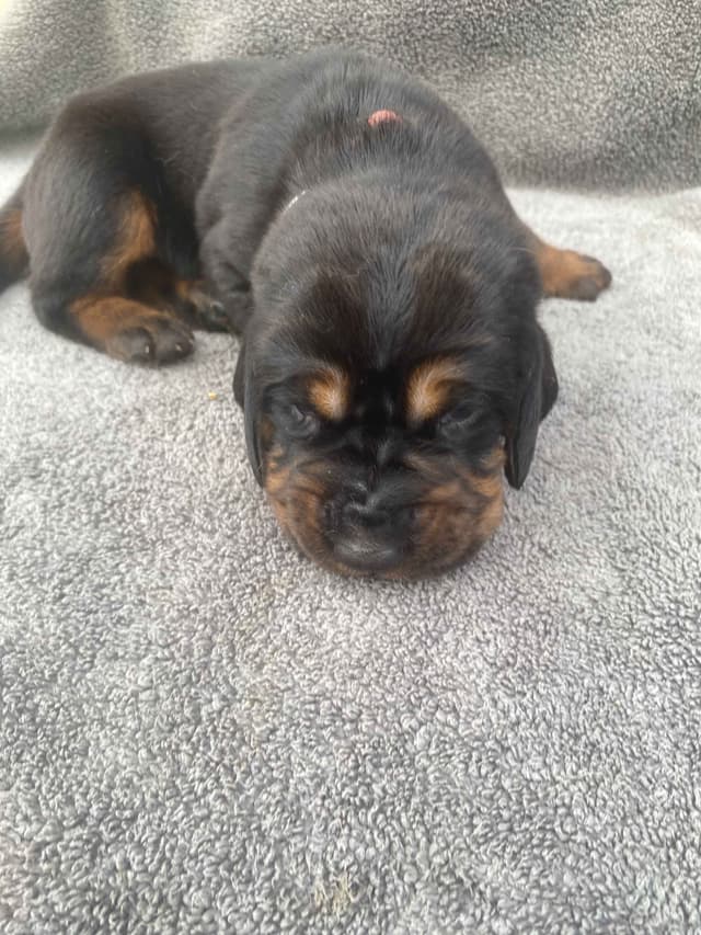 Bloodhound Puppies media 7