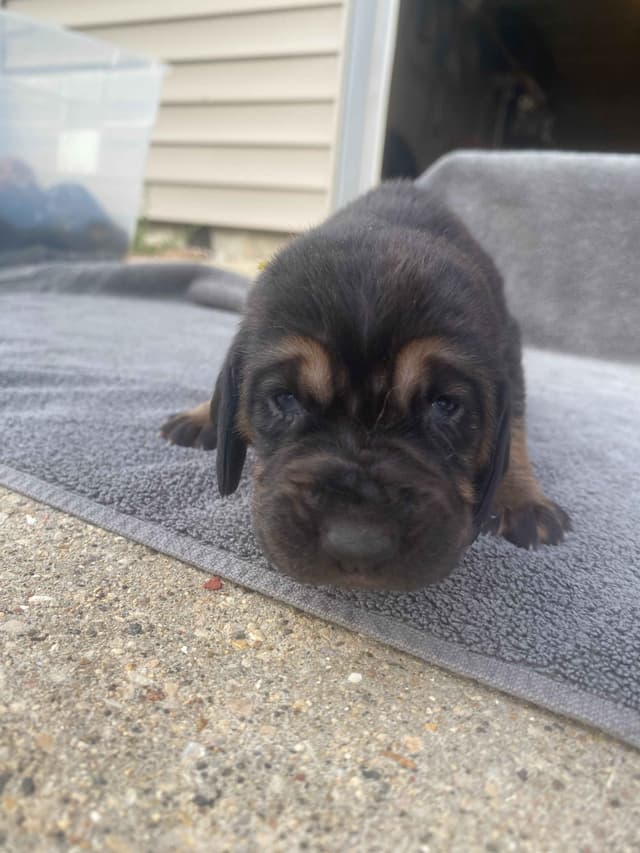 Bloodhound Puppies media 9