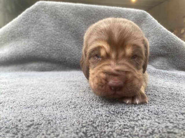 Bloodhound Puppies media 10