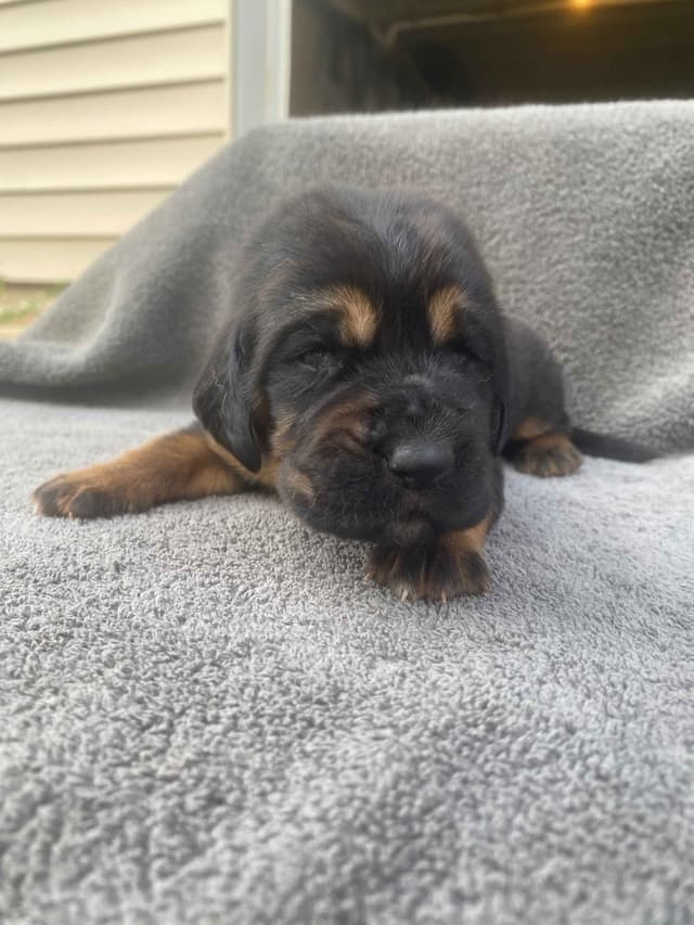 Bloodhound Puppies media 11