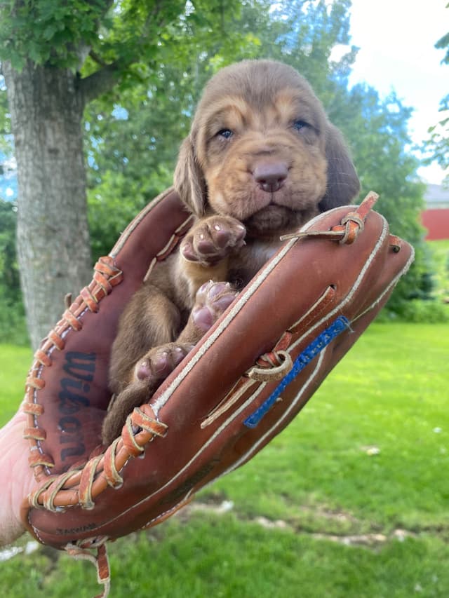 Bloodhound Puppies media 12