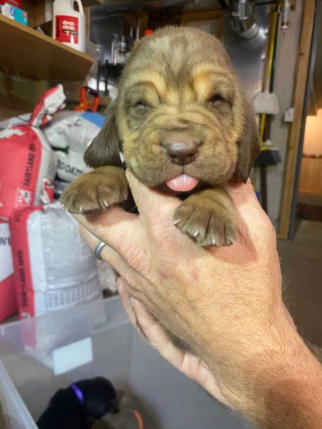 Bloodhound Puppies media 13