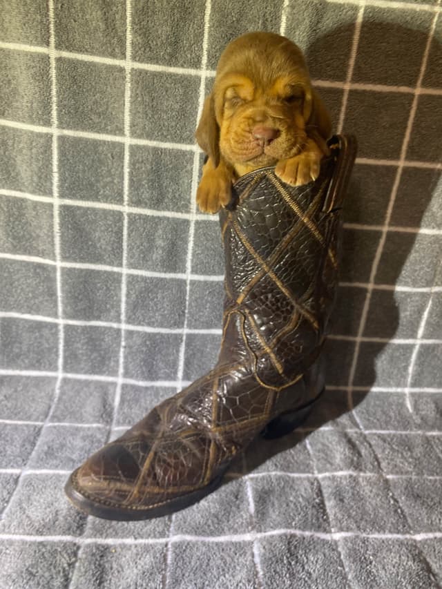 Bloodhound Puppies media 15