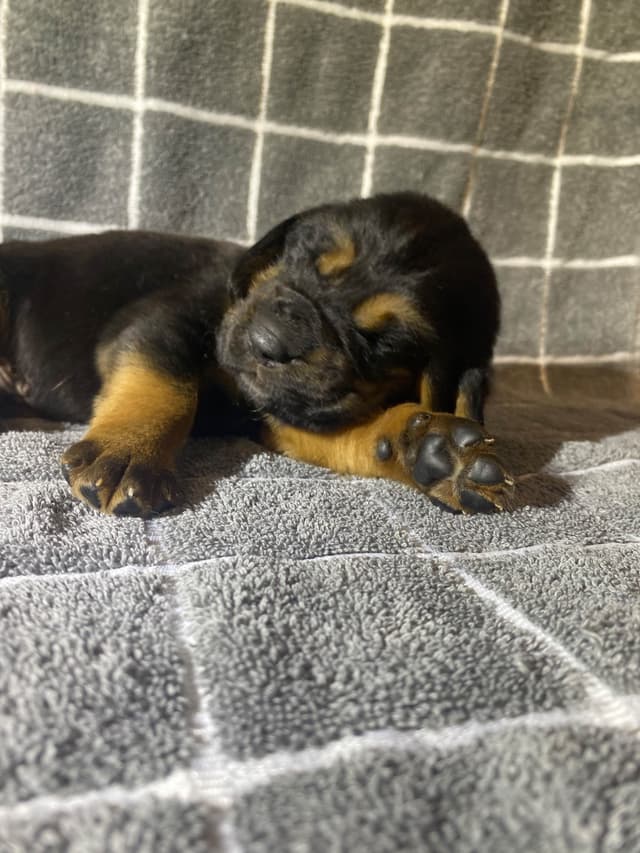 Bloodhound Puppies media 16