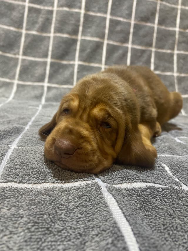 Bloodhound Puppies media 17
