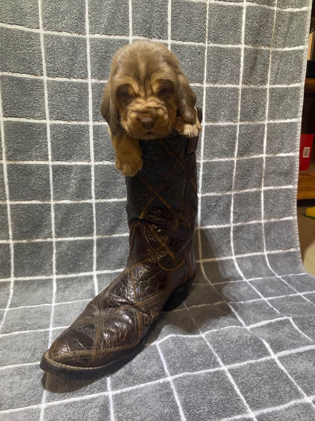 Bloodhound Puppies media 18