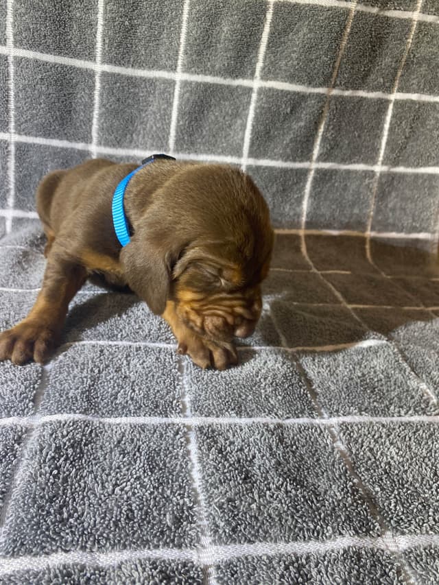 Bloodhound Puppies media 20