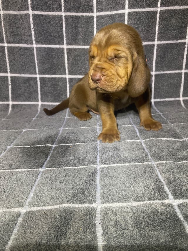 Bloodhound Puppies media 19