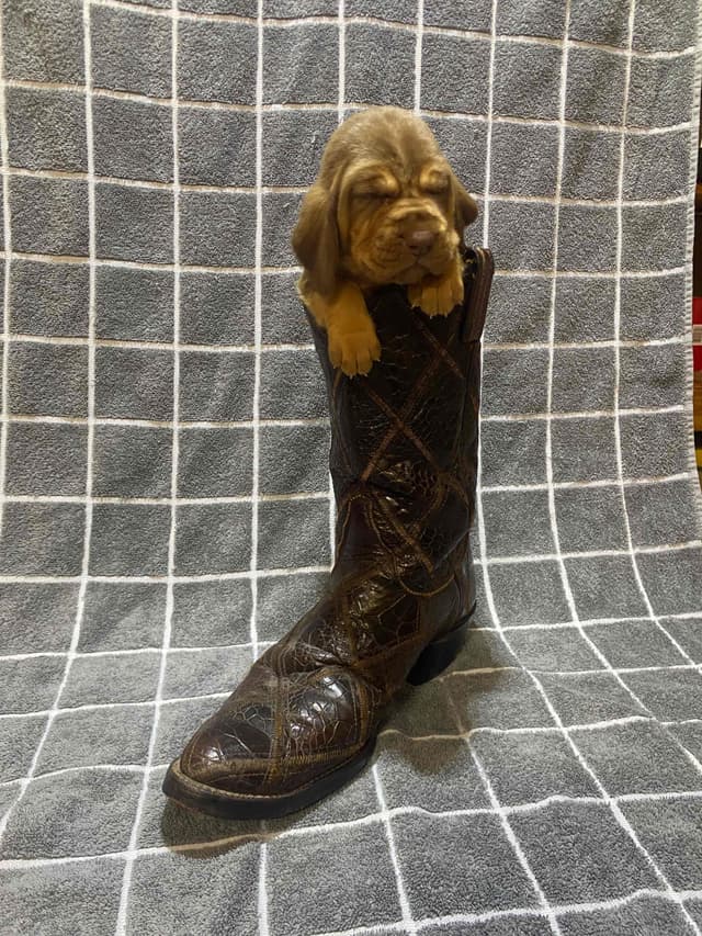 Bloodhound Puppies media 21