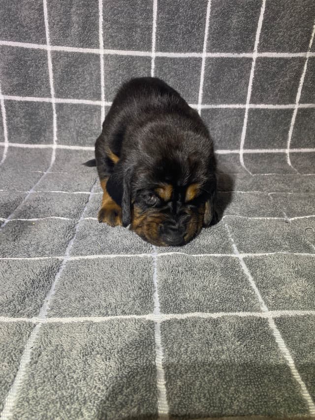 Bloodhound Puppies media 22