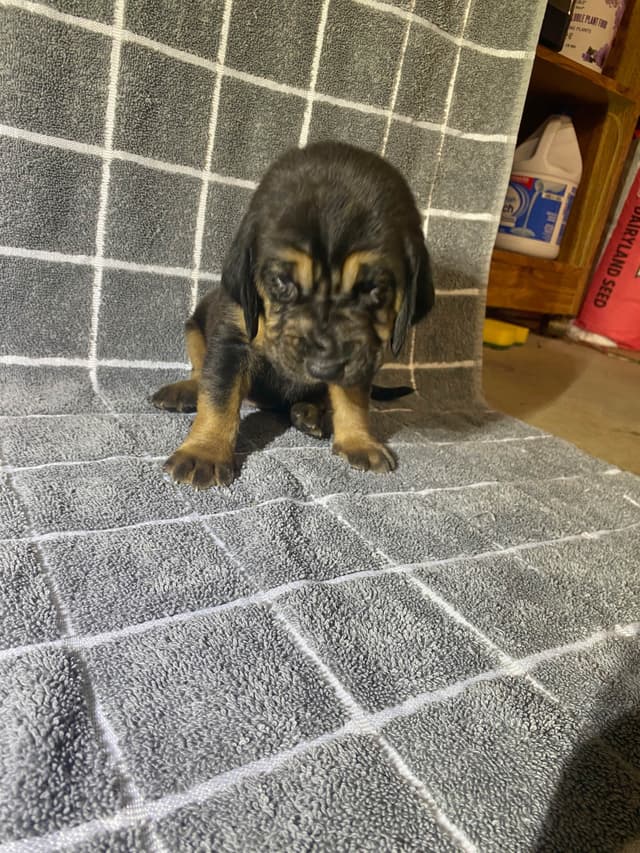 Bloodhound Puppies media 23