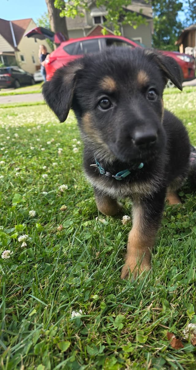 German Shepherd Dog Puppies media 4