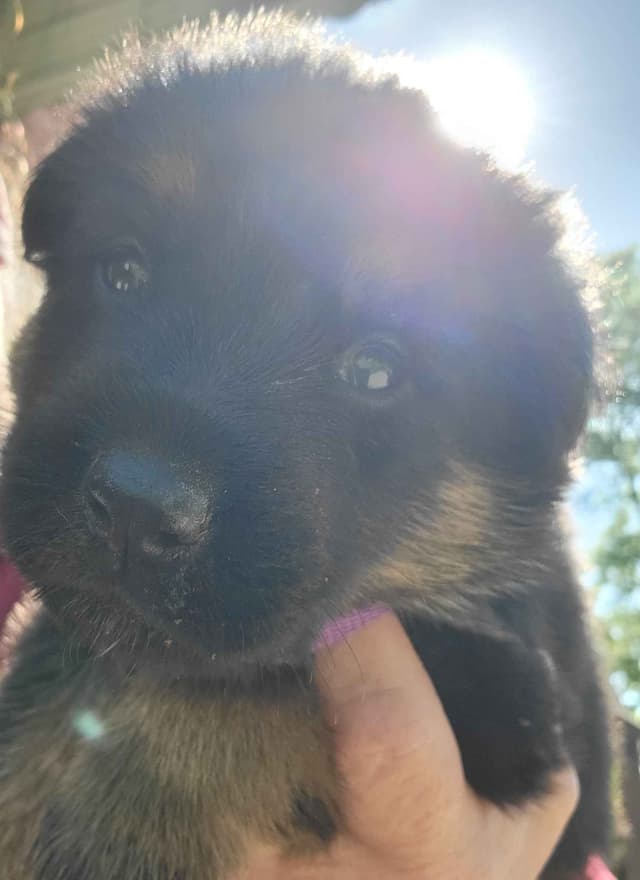 German Shepherd Dog Puppies media 6