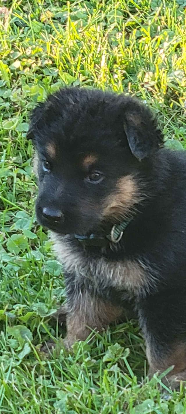 German Shepherd Dog Puppies media 5