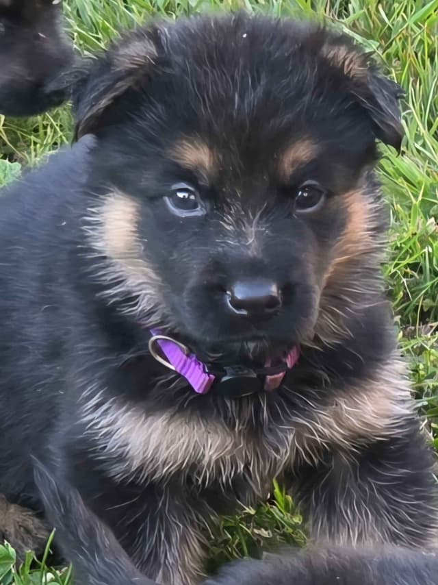 German Shepherd Dog Puppies media 3