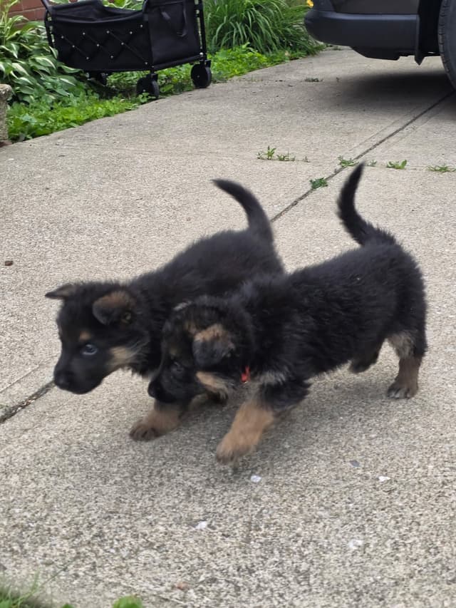 German Shepherd Dog Puppies media 7