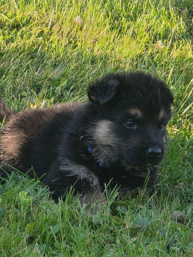 German Shepherd Dog Puppies media 8
