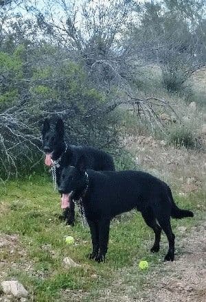All black German Shepherd Puppies 602-518-2310 breeder image 1