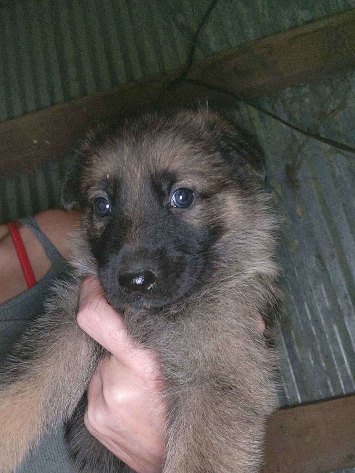German Shepherd Dog Puppies breeder image 3