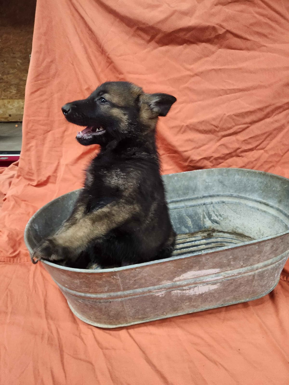 German Shepherd Dog Puppies breeder image 4