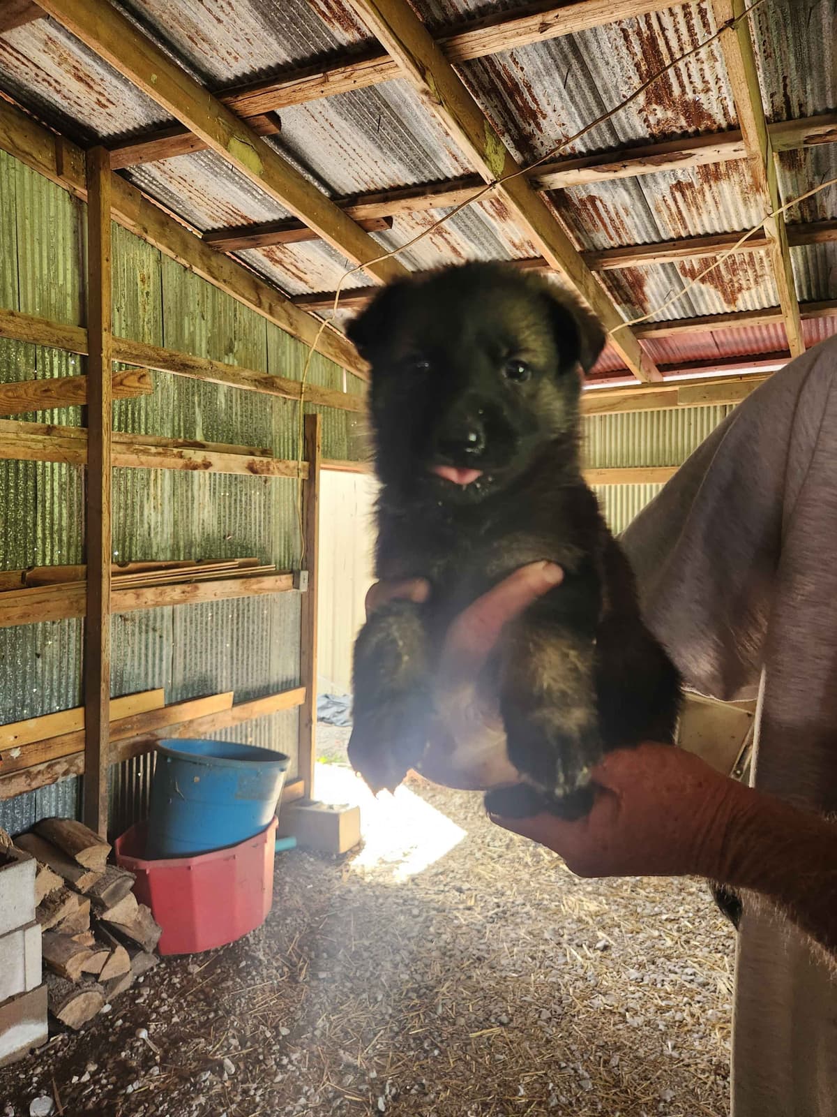 German Shepherd Dog Puppies breeder image 5