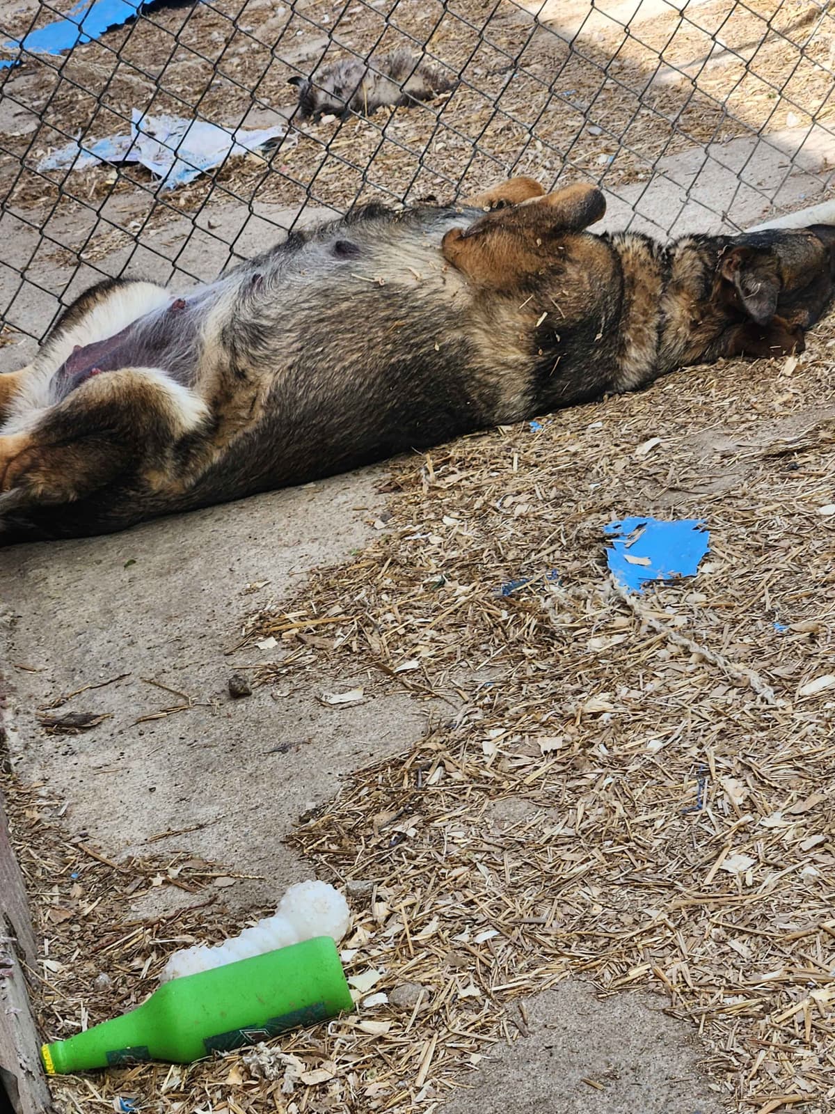 German Shepherd Dog Puppies breeder image 7