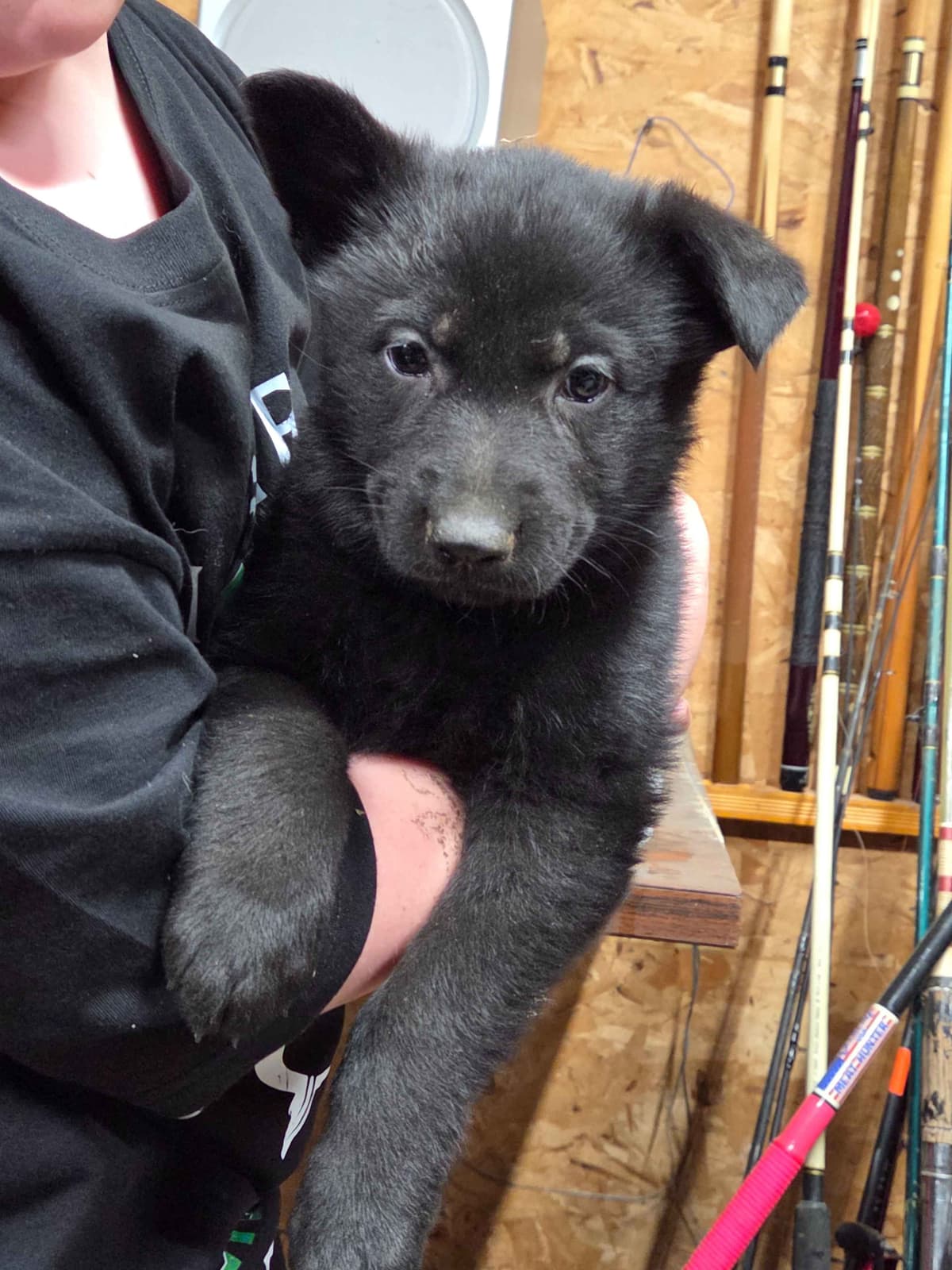 German Shepherd Dog Puppies breeder image 8