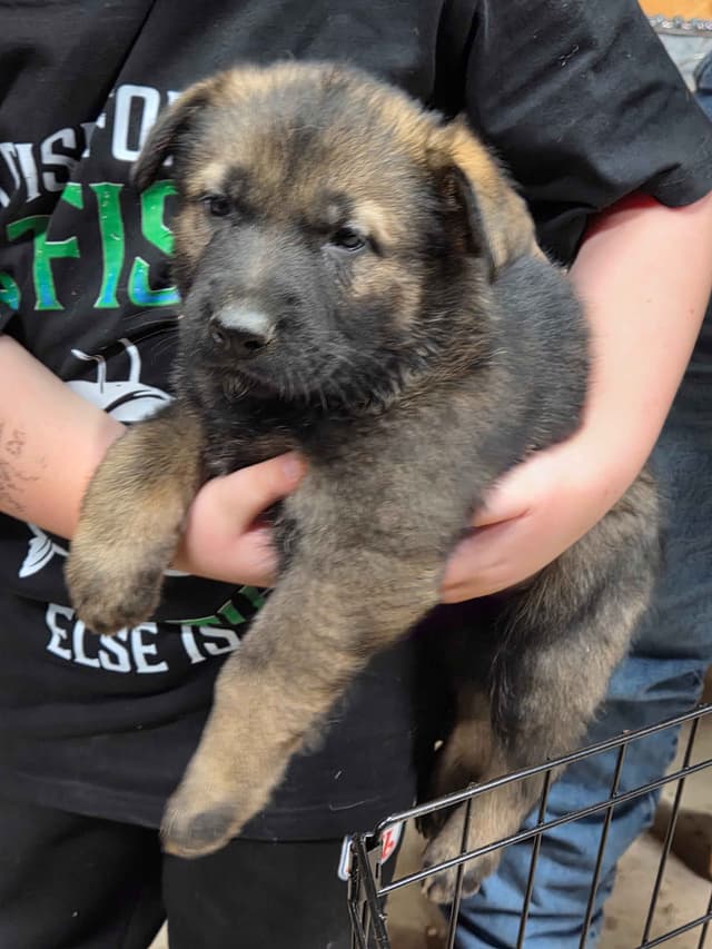 German Shepherd Dog Puppies media 2