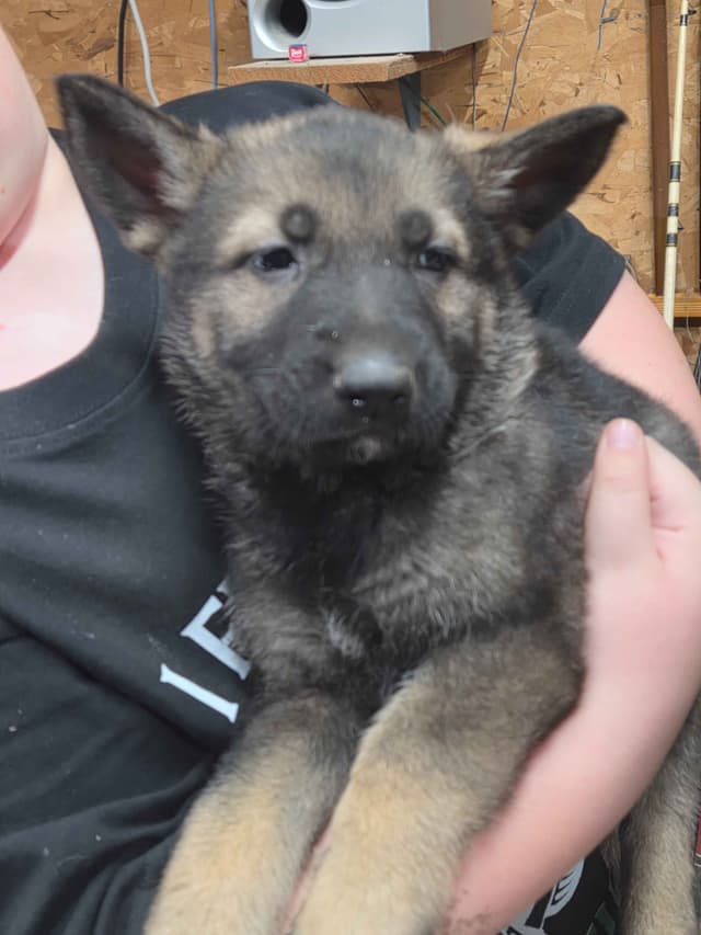 German Shepherd Dog Puppies media 3