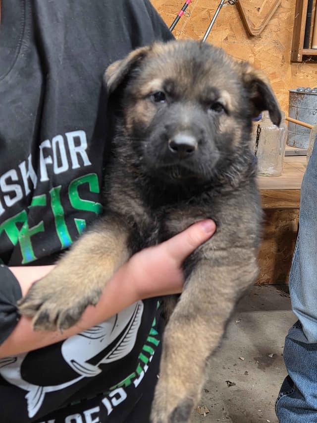 German Shepherd Dog Puppies media 4