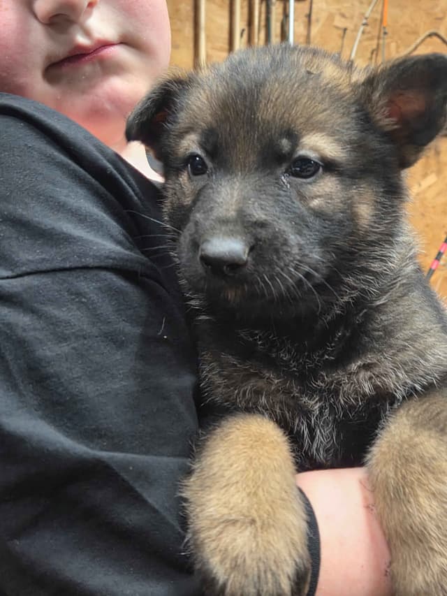 German Shepherd Dog Puppies media 5