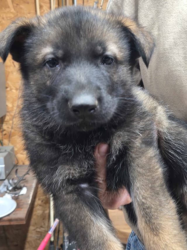 German Shepherd Dog Puppies media 6