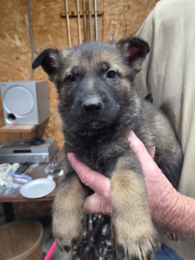 German Shepherd Dog Puppies media 7