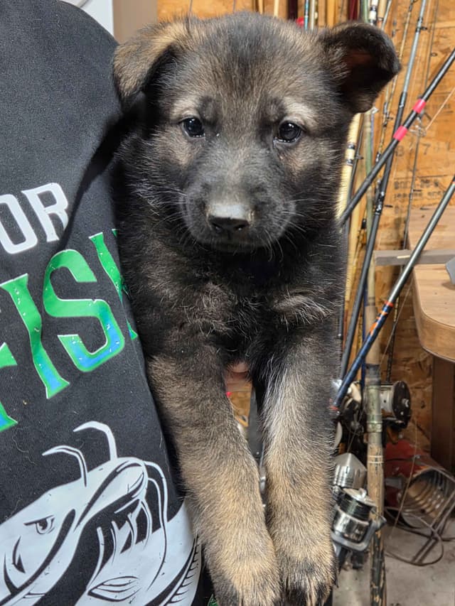 German Shepherd Dog Puppies media 8