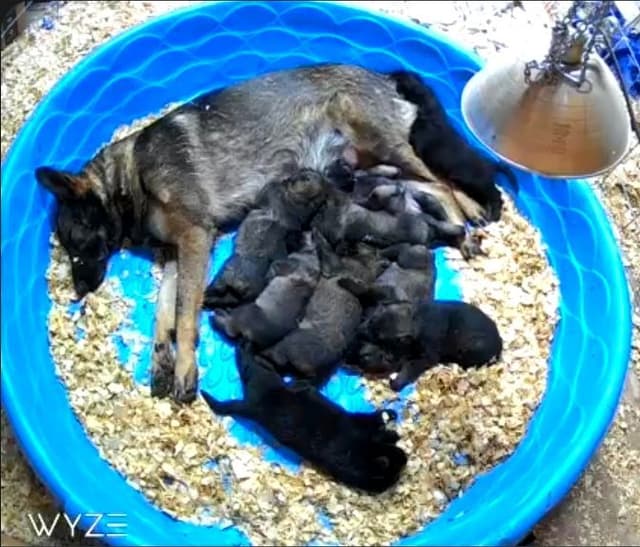 German Shepherd Dog Puppies media 9