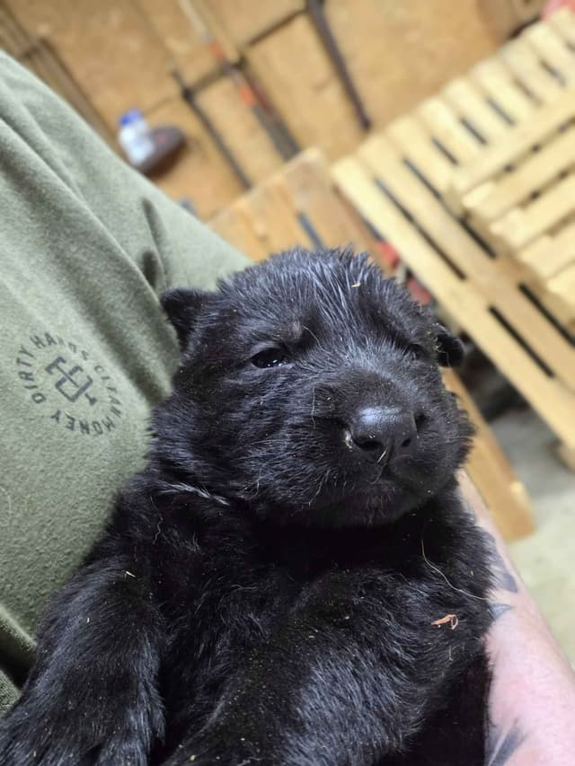 German Shepherd Dog Puppies media 10