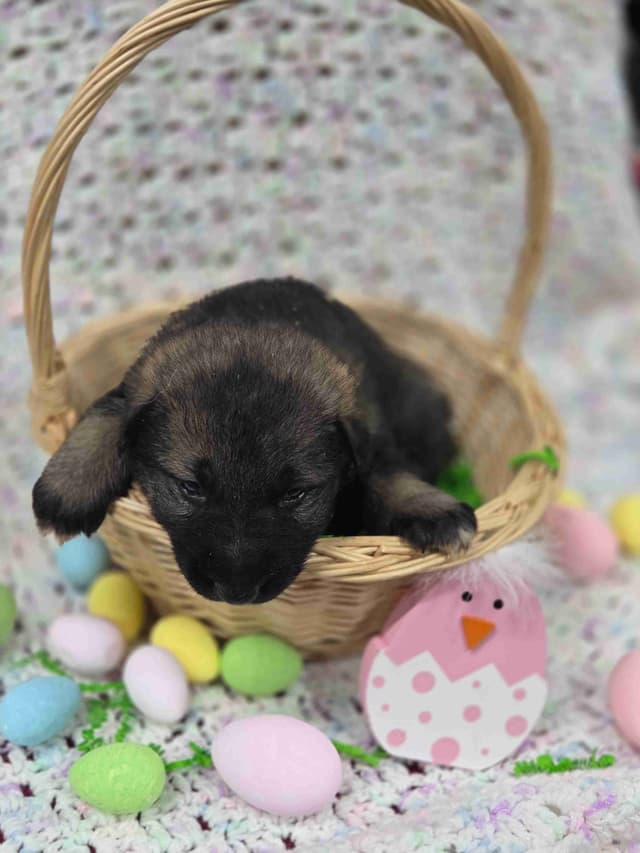 German Shepherd Dog Puppies media 11