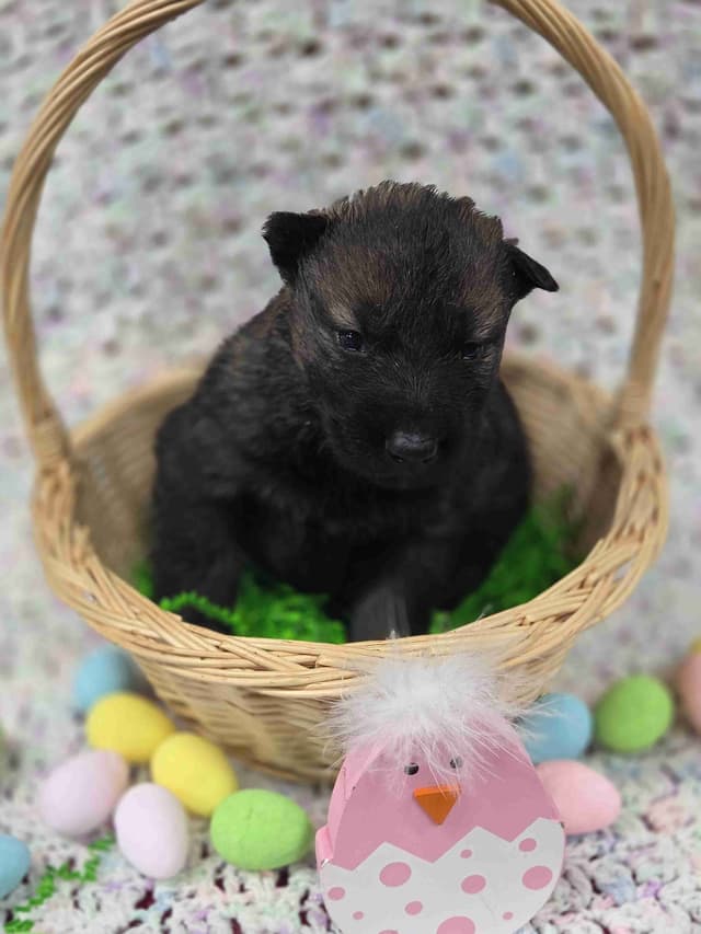 German Shepherd Dog Puppies media 12
