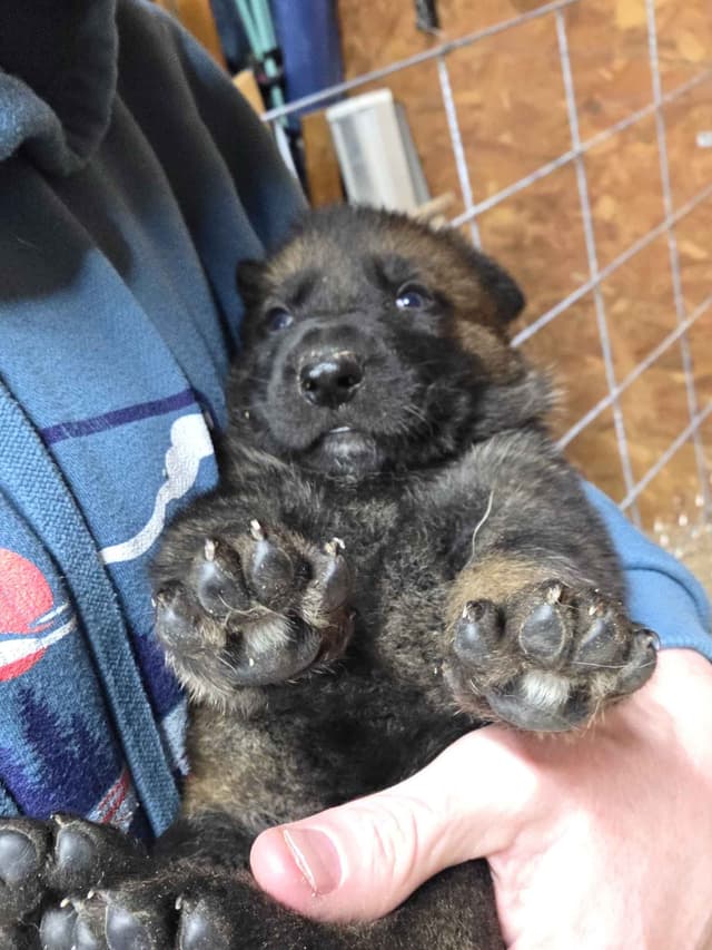 German Shepherd Dog Puppies media 13