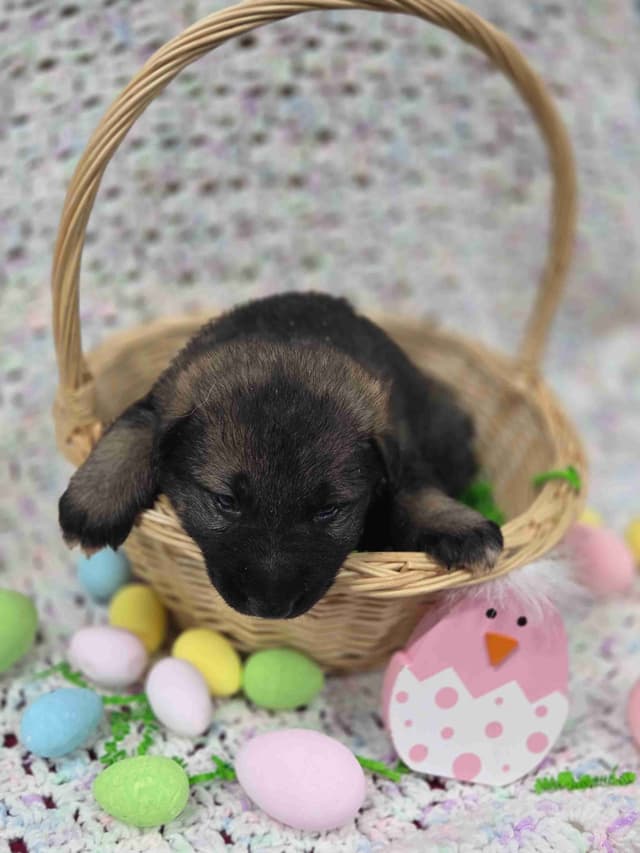 German Shepherd Dog Puppies media 14