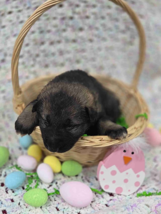 German Shepherd Dog Puppies media 15