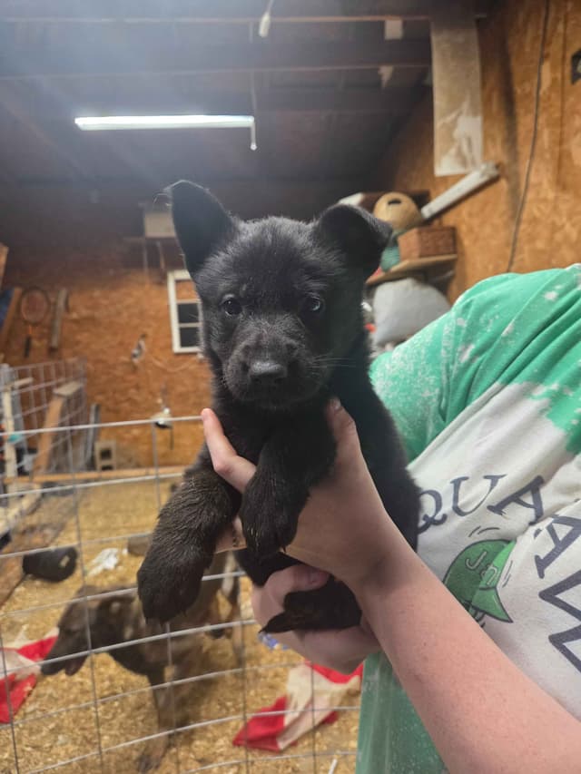 German Shepherd Dog Puppies media 17