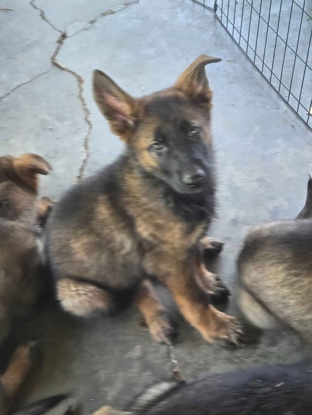 German Shepherd Dog Puppies media 18