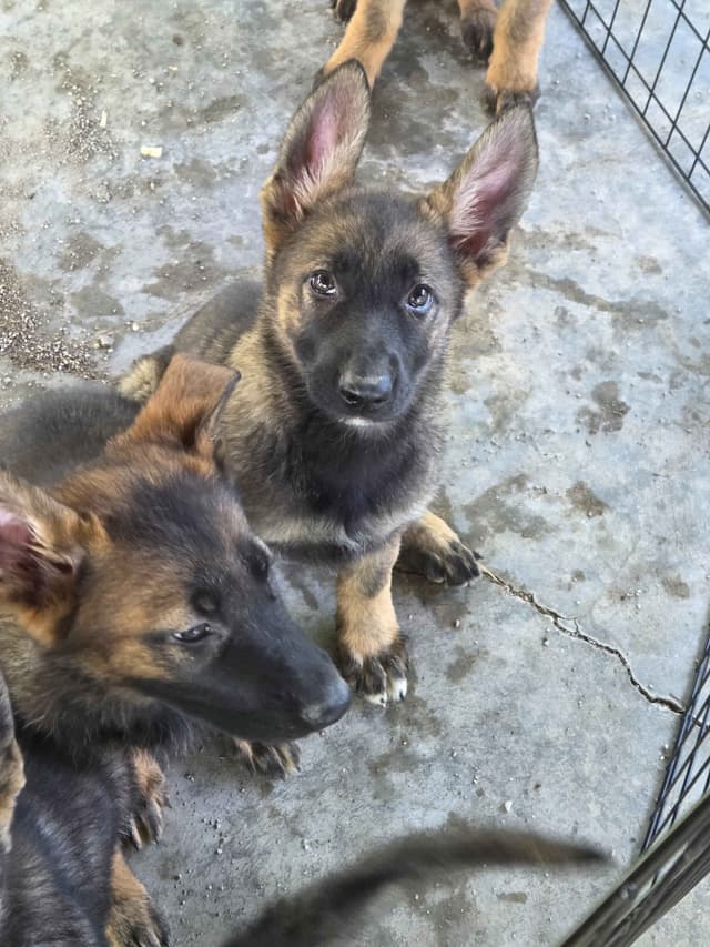 German Shepherd Dog Puppies media 19