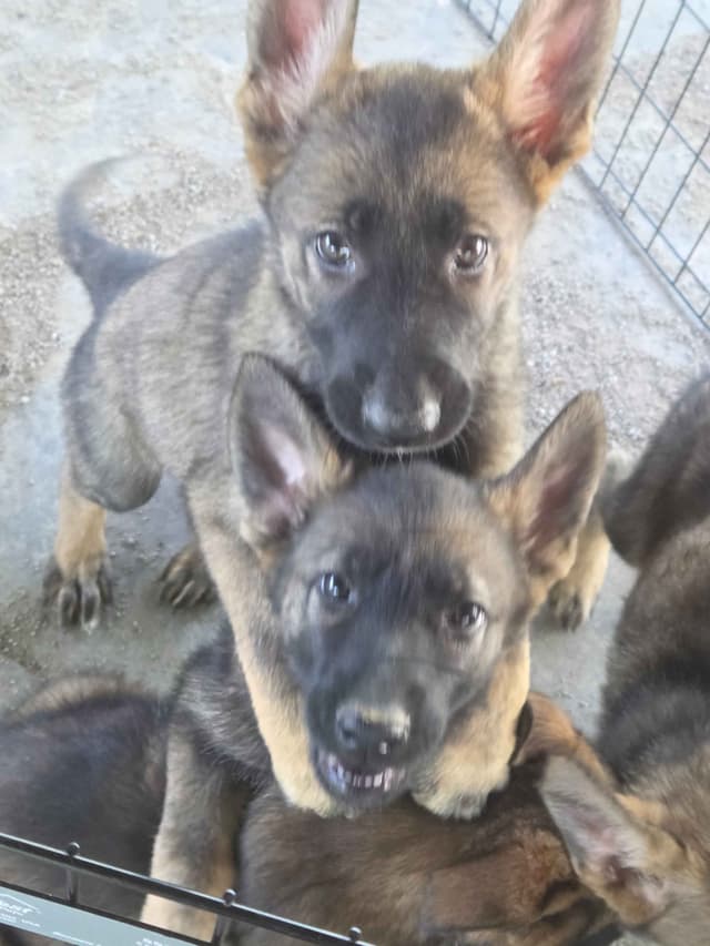 German Shepherd Dog Puppies media 20