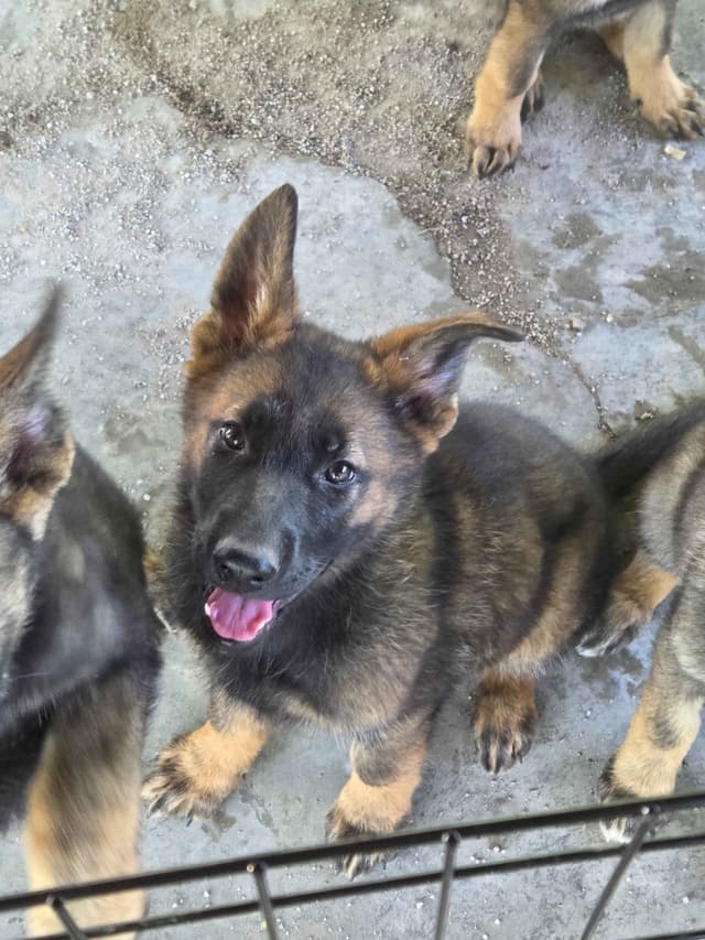 German Shepherd Dog Puppies media 21