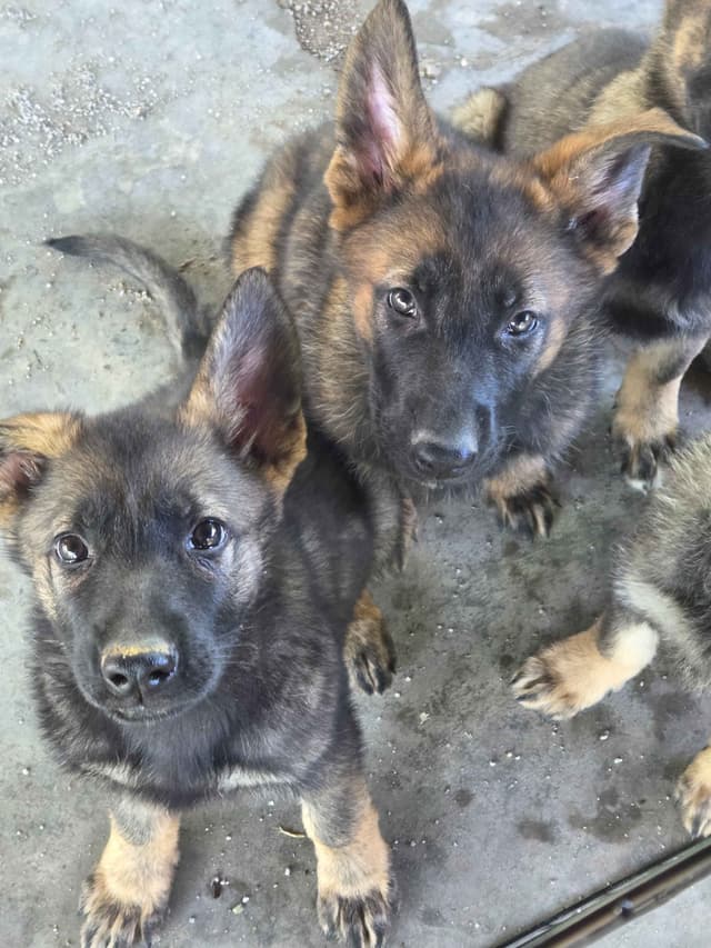 German Shepherd Dog Puppies media 22