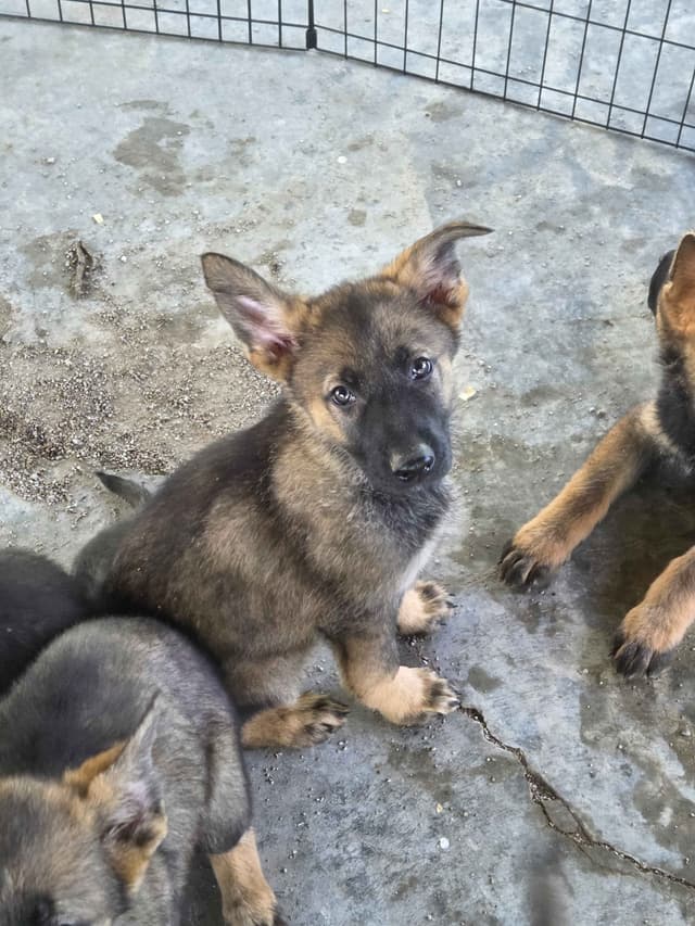 German Shepherd Dog Puppies media 23