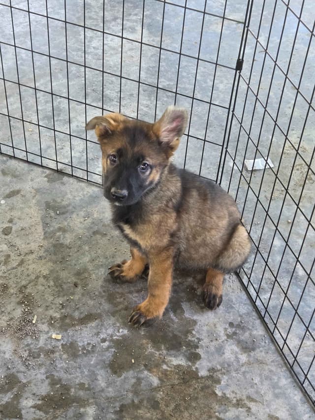 German Shepherd Dog Puppies media 24
