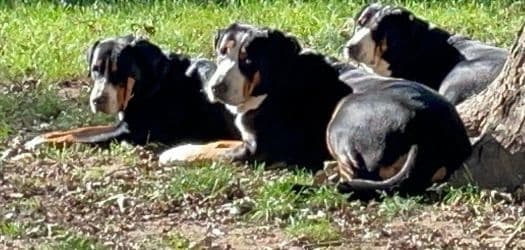 Greater Swiss Mountain Dog Puppies breeder image 1